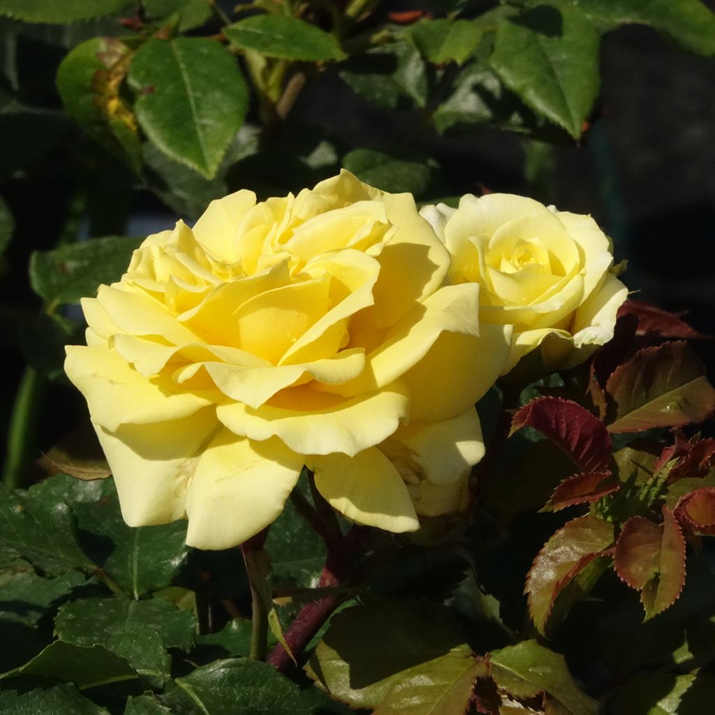 Rosa Les Années Folles La Rotonde - Edelrose