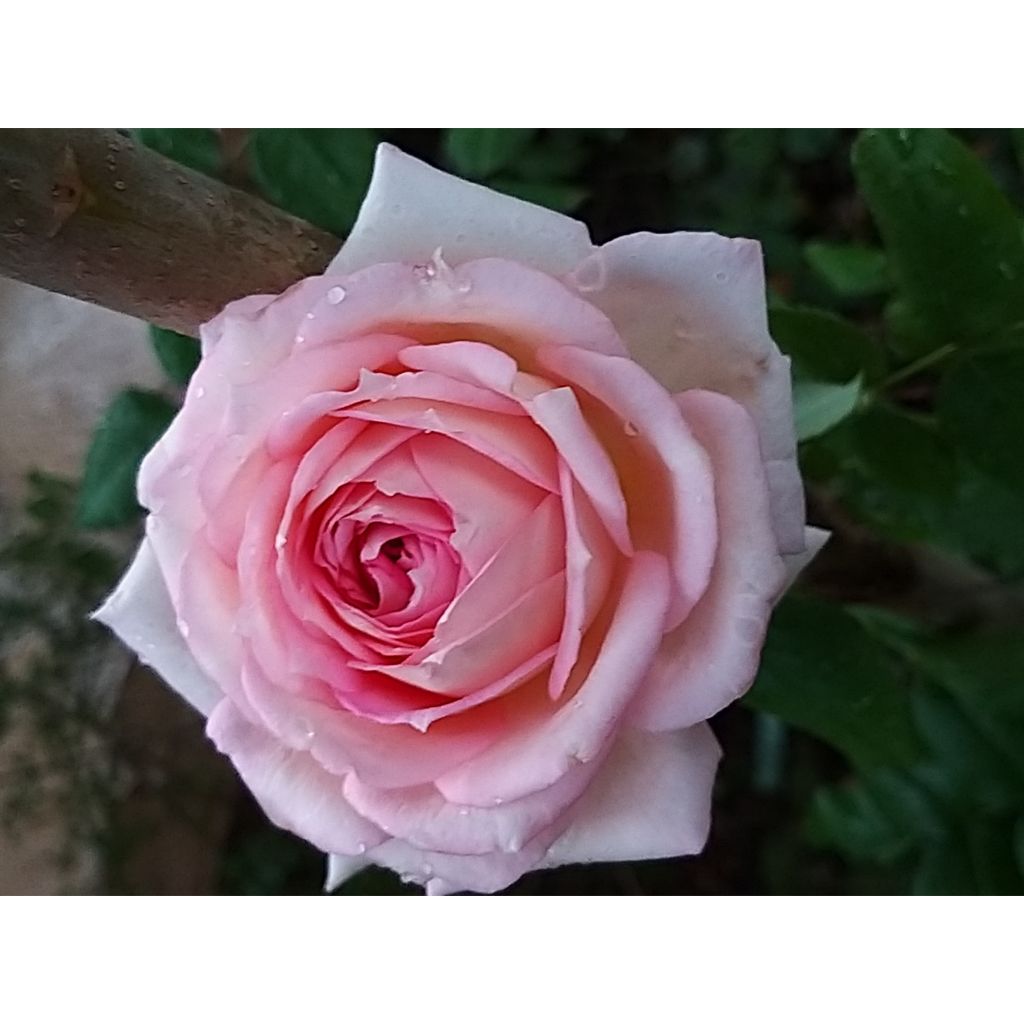 Rosa Ragazza Adalekov - Edelrose