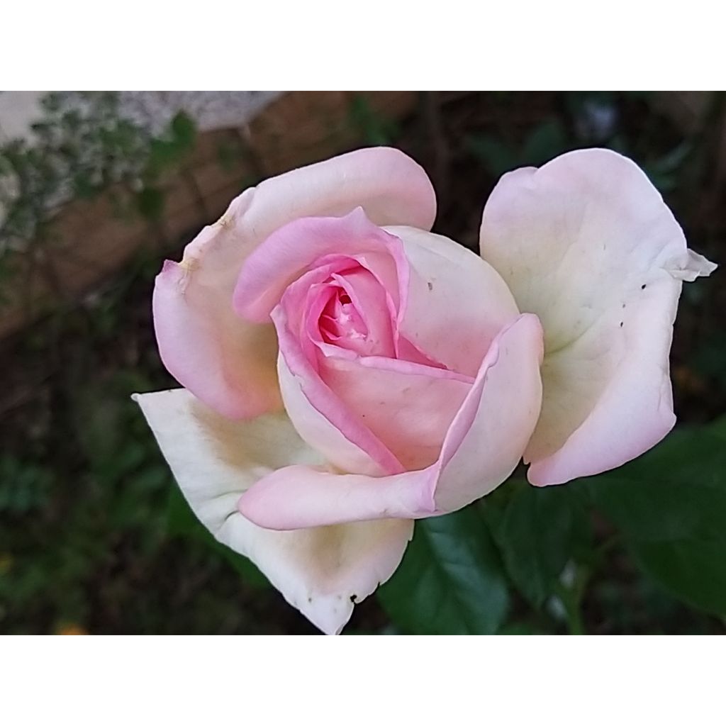 Rosa Ragazza Adalekov - Edelrose