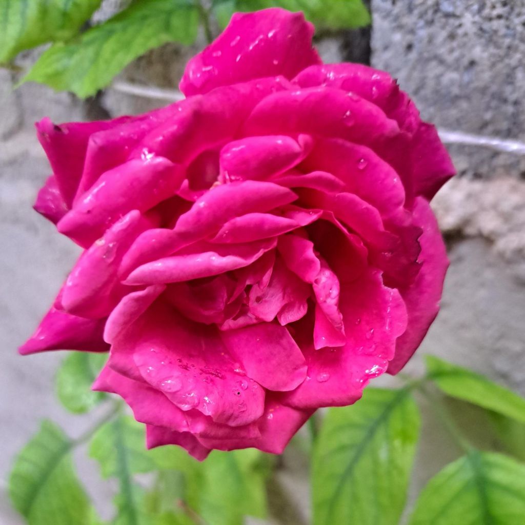 Rosa Rose Clos Vougeot - Edelrose