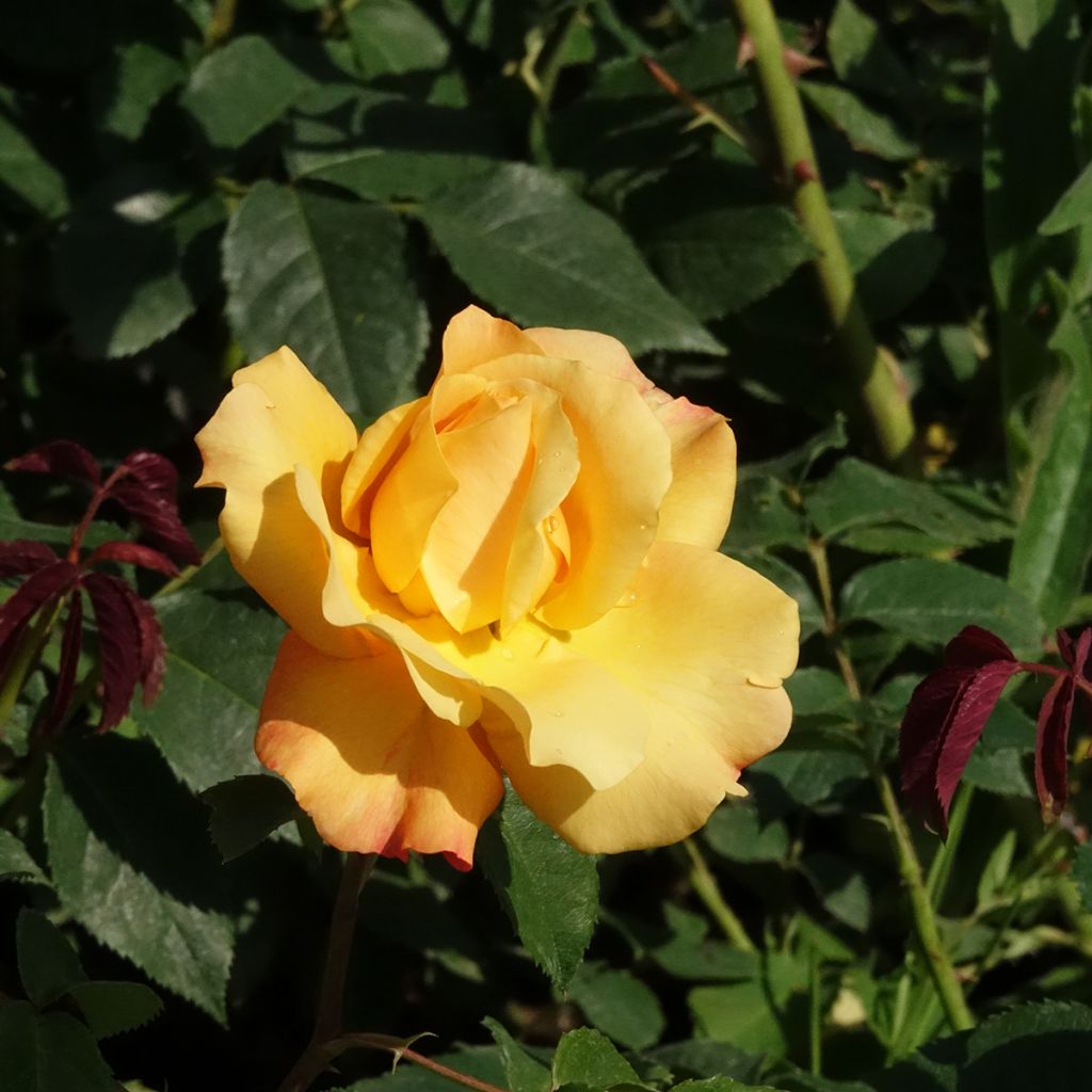 Rosa Sunny Sky - Edelrose