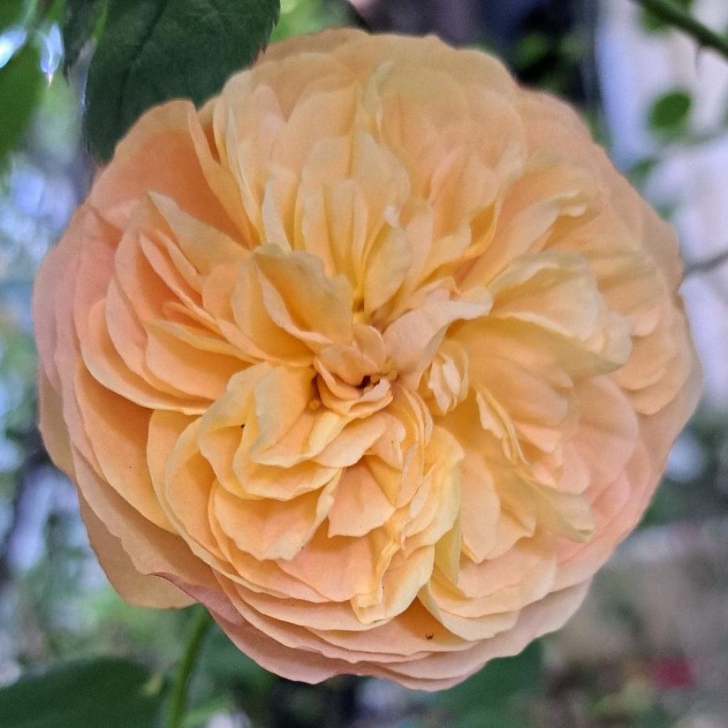 Rosa Eveline Wild - Strauchrose