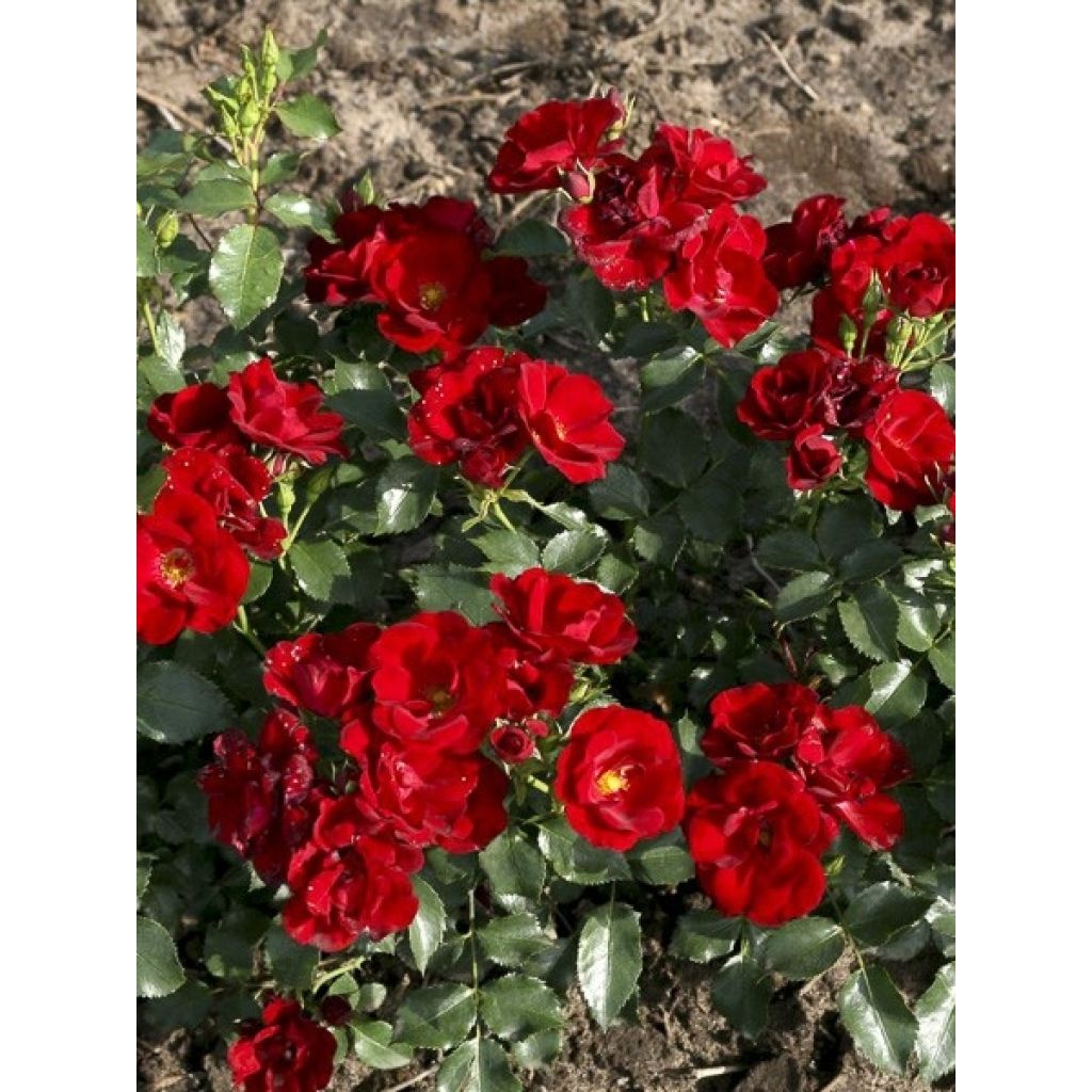 Rosa polyantha Urban Streetlight Marondo - Polyantha-Rose