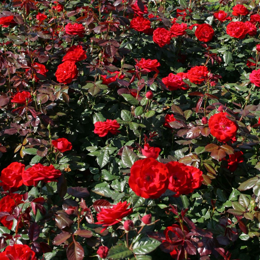 Rosa floribunda The Times - Beetrose