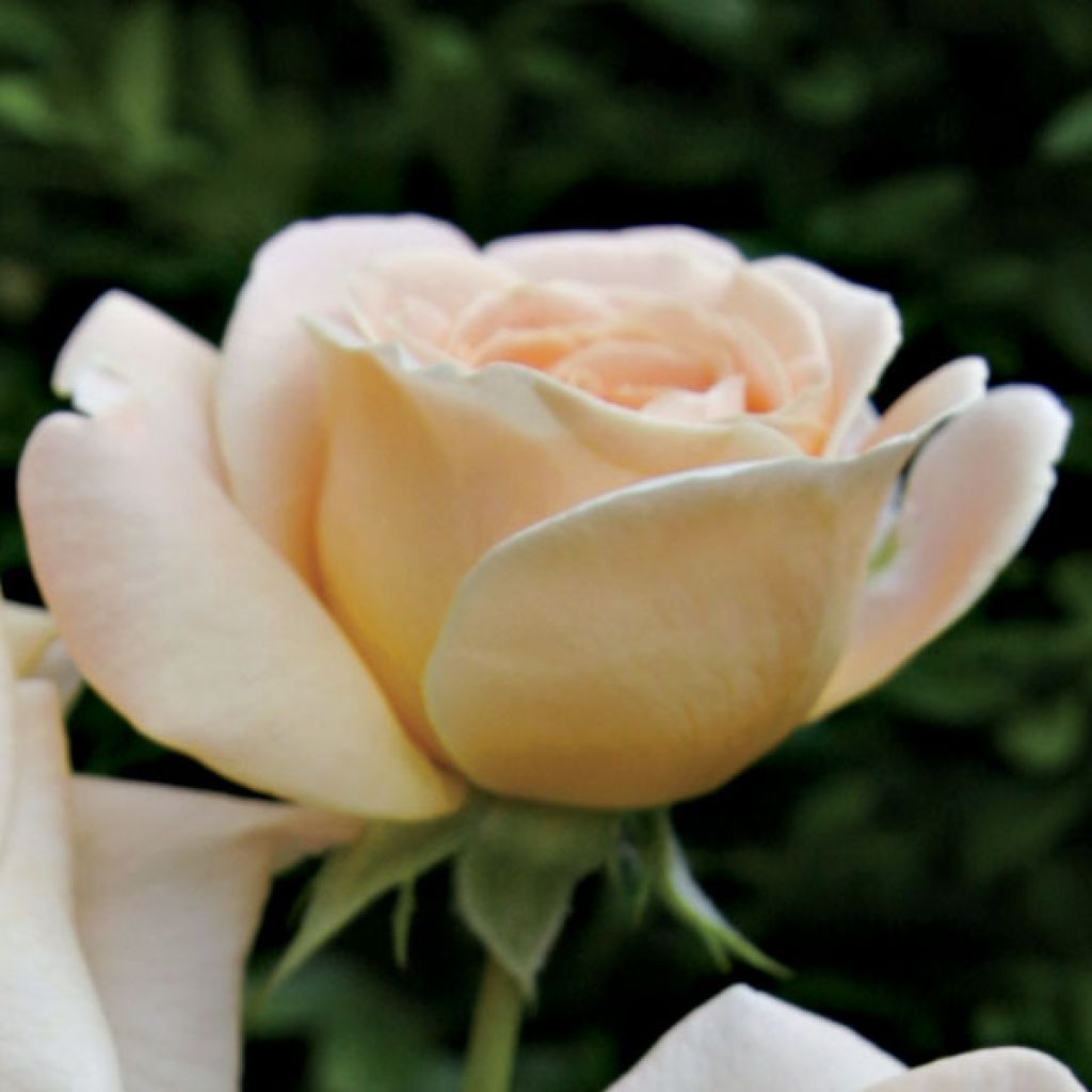 Rosa Amber Abondance - Beetrose