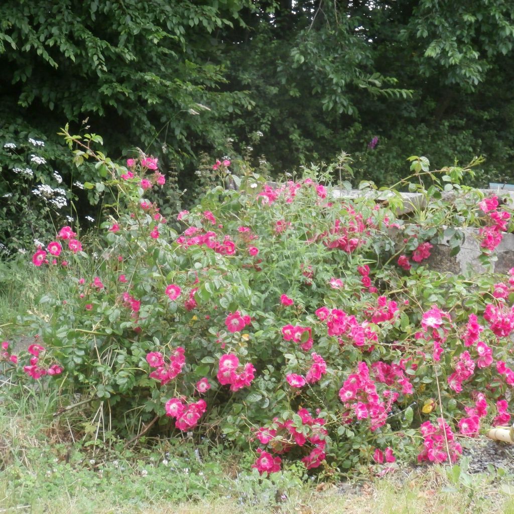 Rosa wichurana American Pillar - Kletterrose