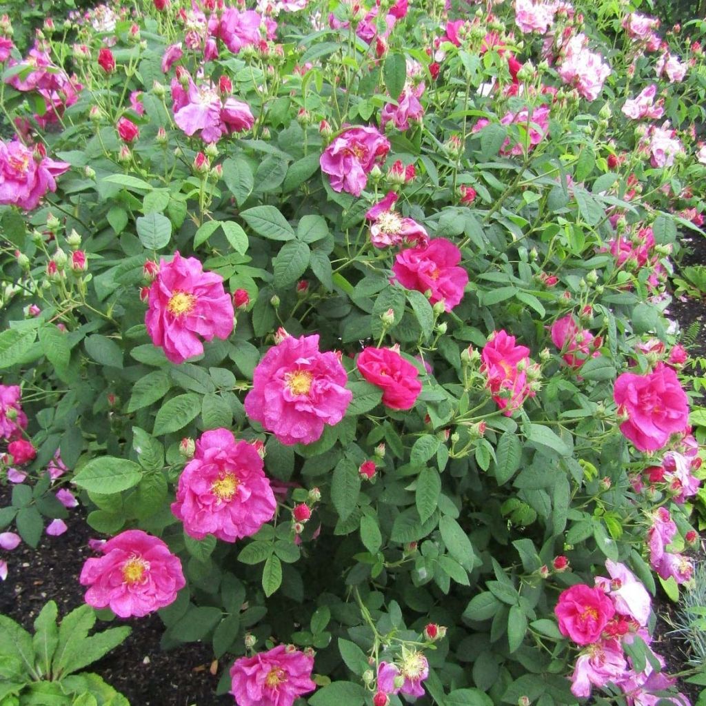 Rosa gallica Officinalis Bio - Essig-Rose