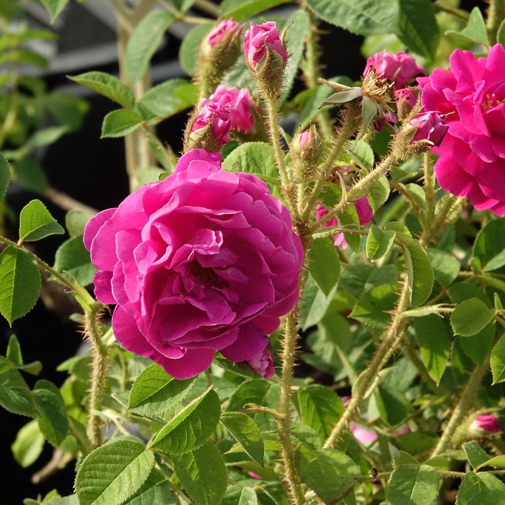 Rosa centifolia muscosa Henri Martin - Zentifolie