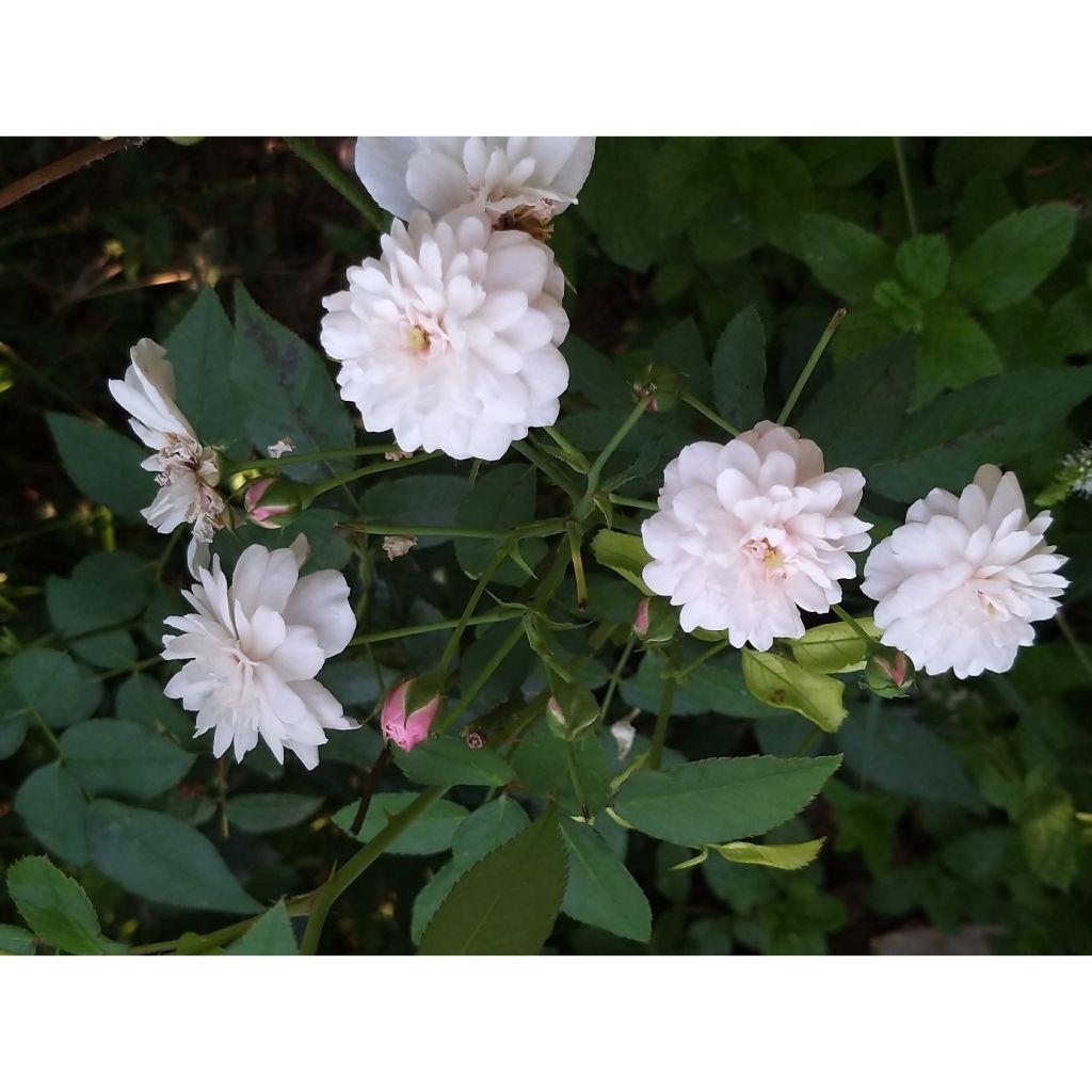 Rosa Little White Pet - Historische Rose