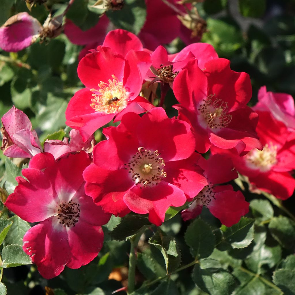 Rosa Candia Meillandecor - Bodendecker-Rose