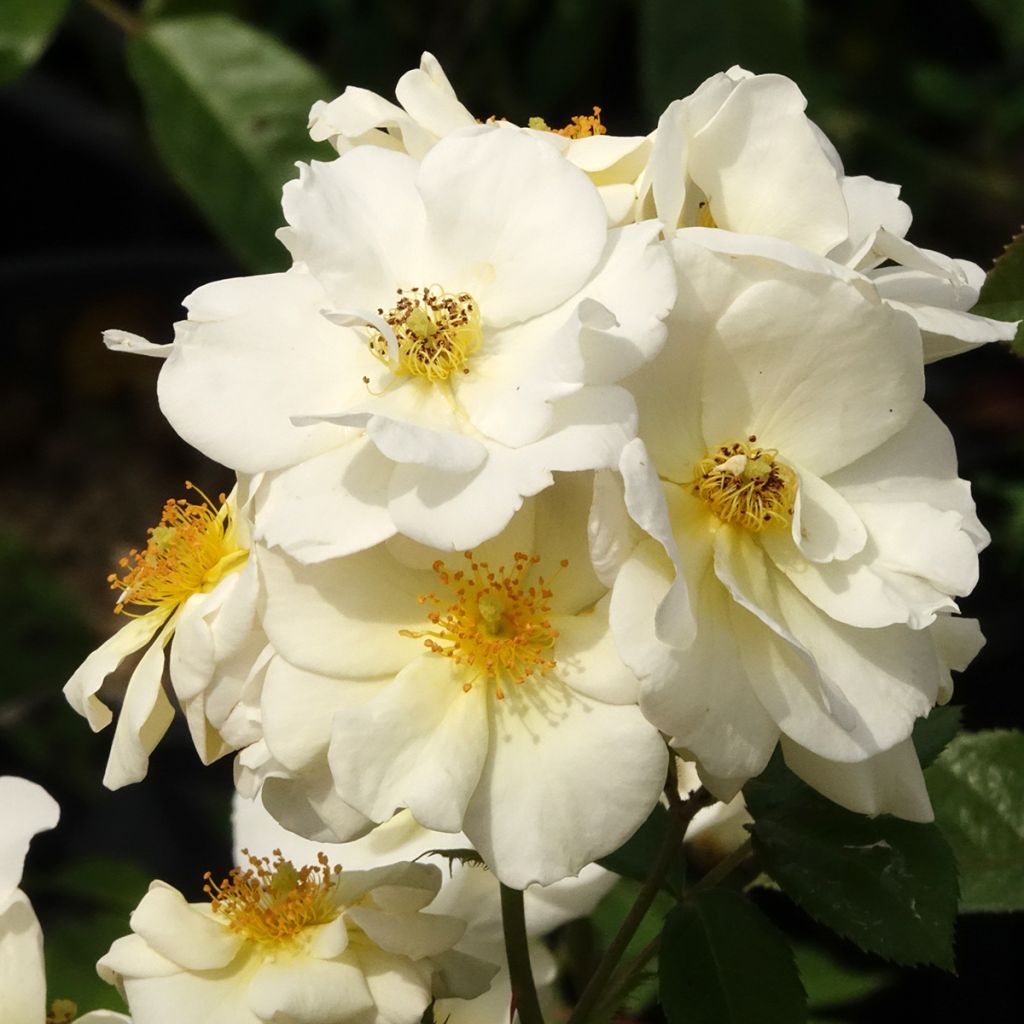 Rosa moschata Omi Oswald - Moschus-Rose