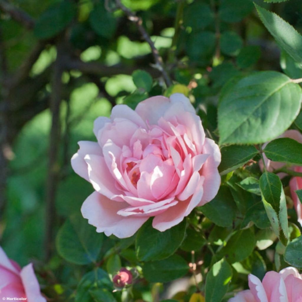 Rosa Constance Spry - Englische Rose