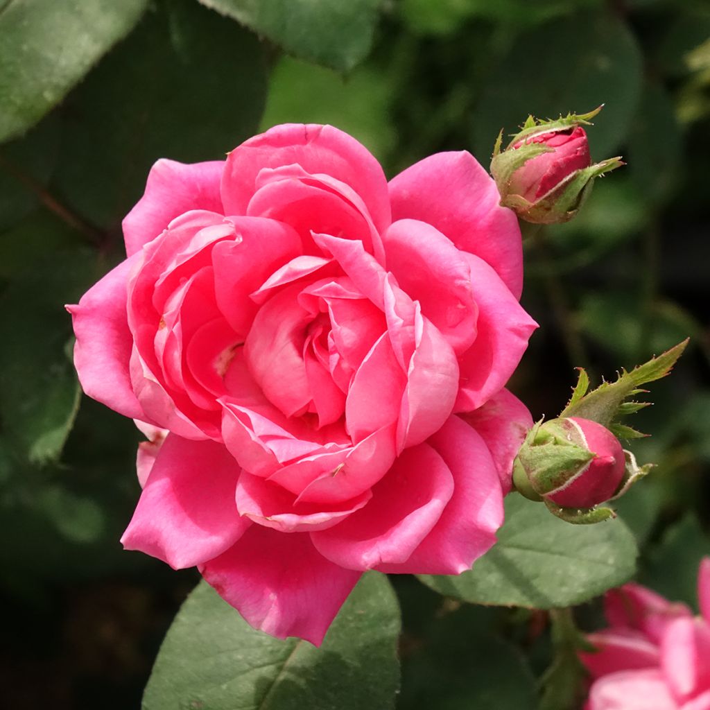 Rosa Pink Double Knock Out - Bodendecker-Rose