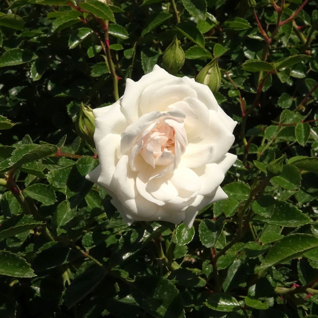 Rosa Sea Foam - Bodendecker-Rose