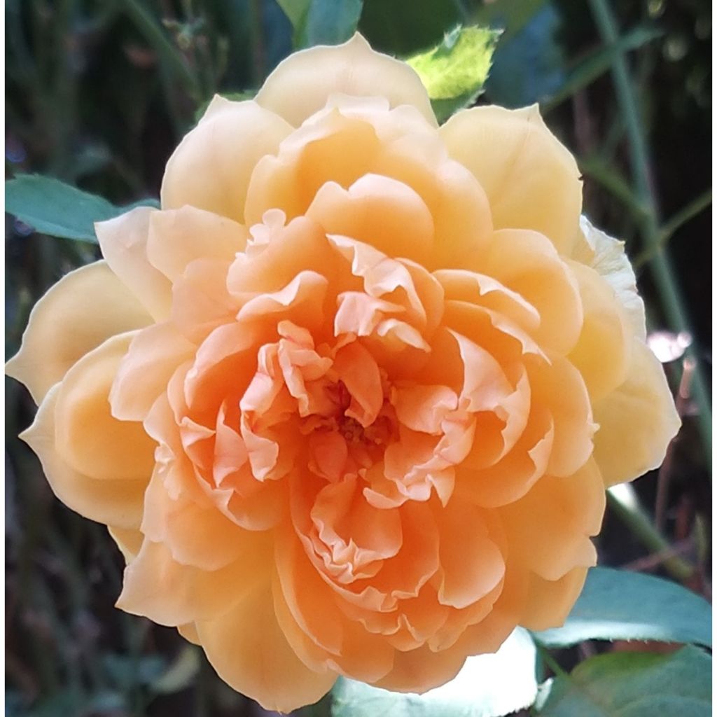 Rosa Carolyn Knight - Englische Rose