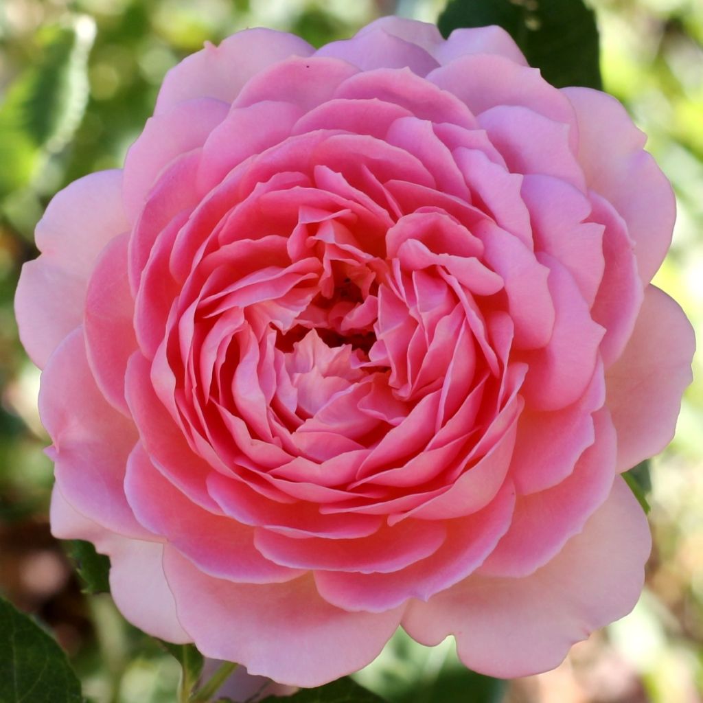 Rosa Jubilee Celebration - Englische Rose