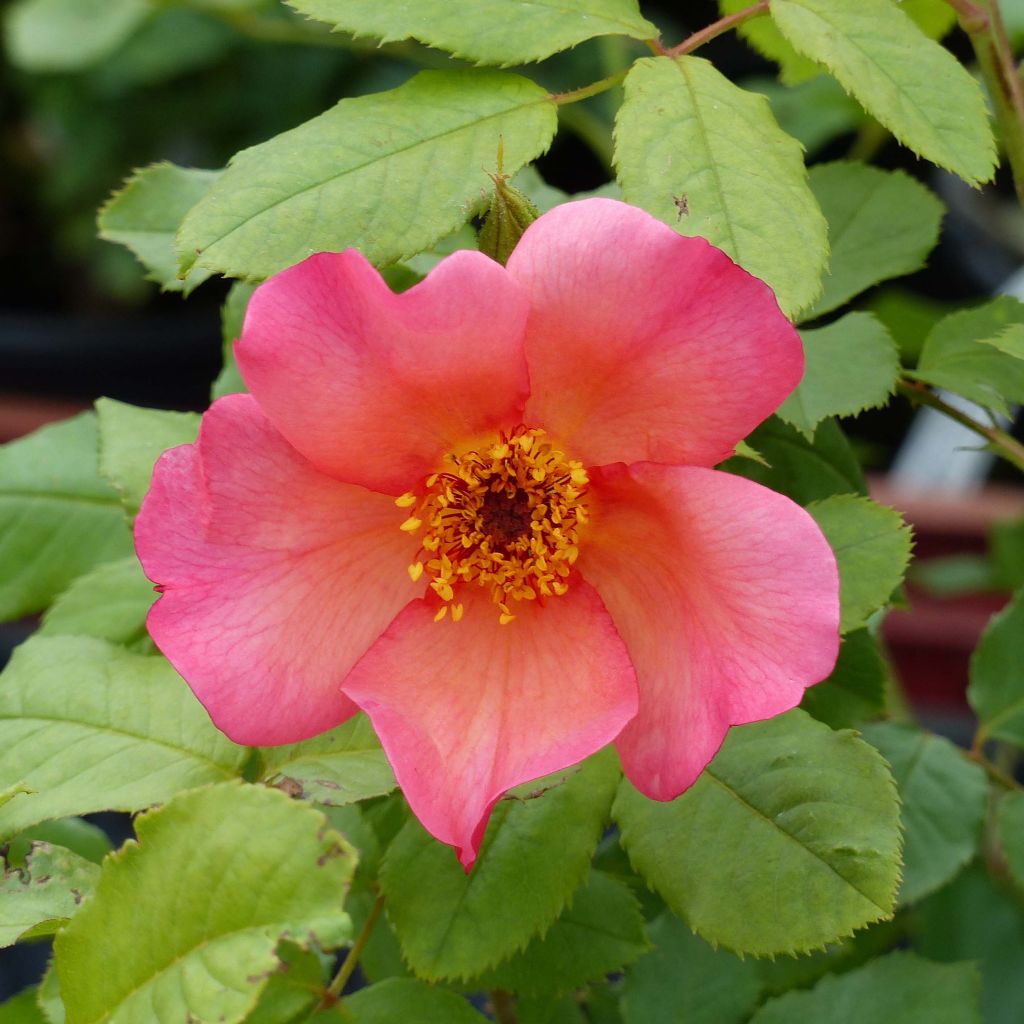 Rosa Morning Mist - Englische Rose