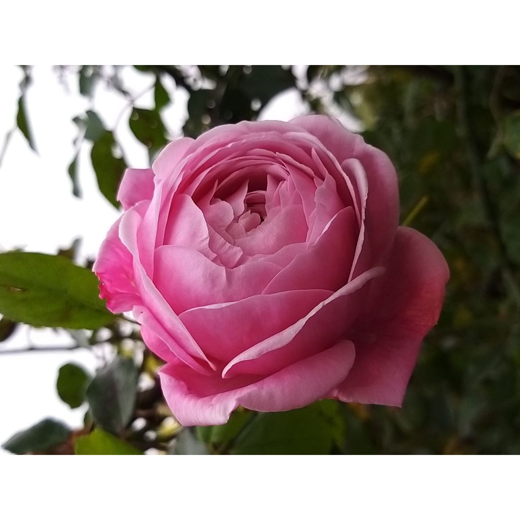 Rosa Spirit of Freedom - Englische Rose