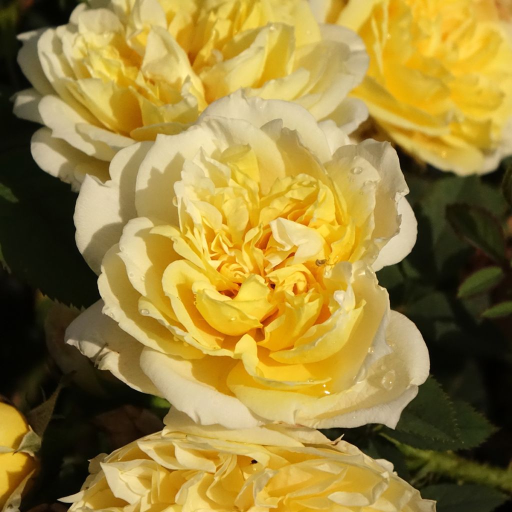 Rosa The Country Parson - Englische Rose