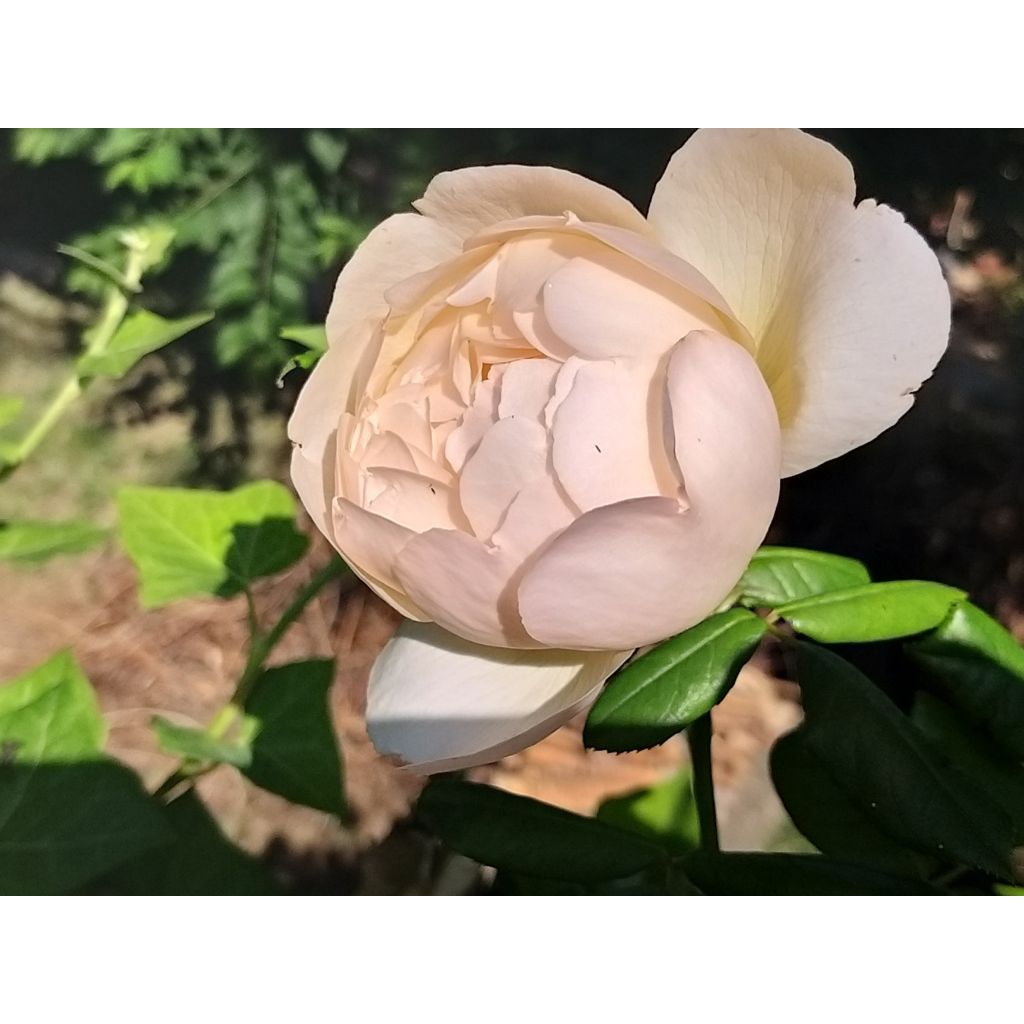 Rosa Wollerton Old Hall - Englische Rose