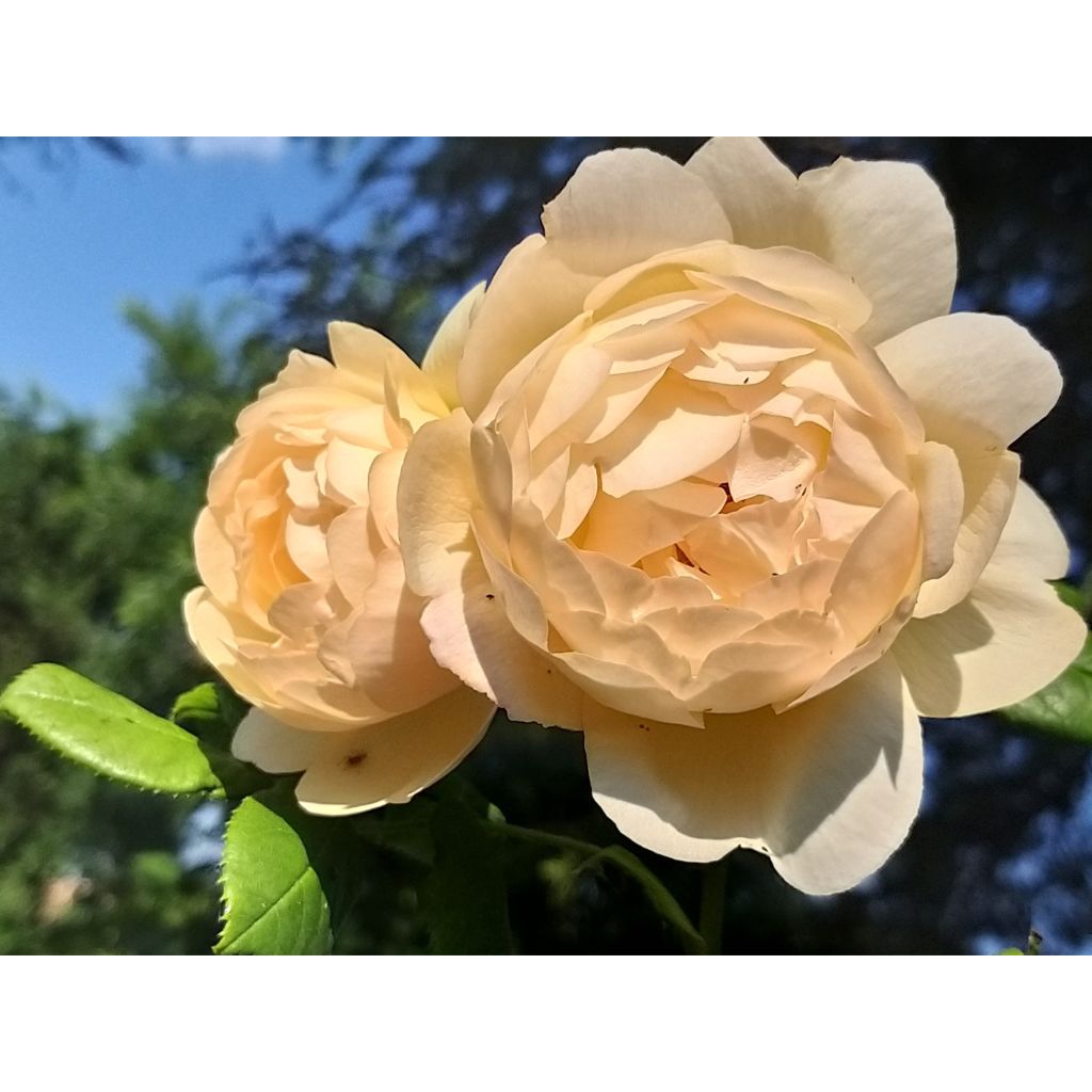Rosa Wollerton Old Hall - Englische Rose