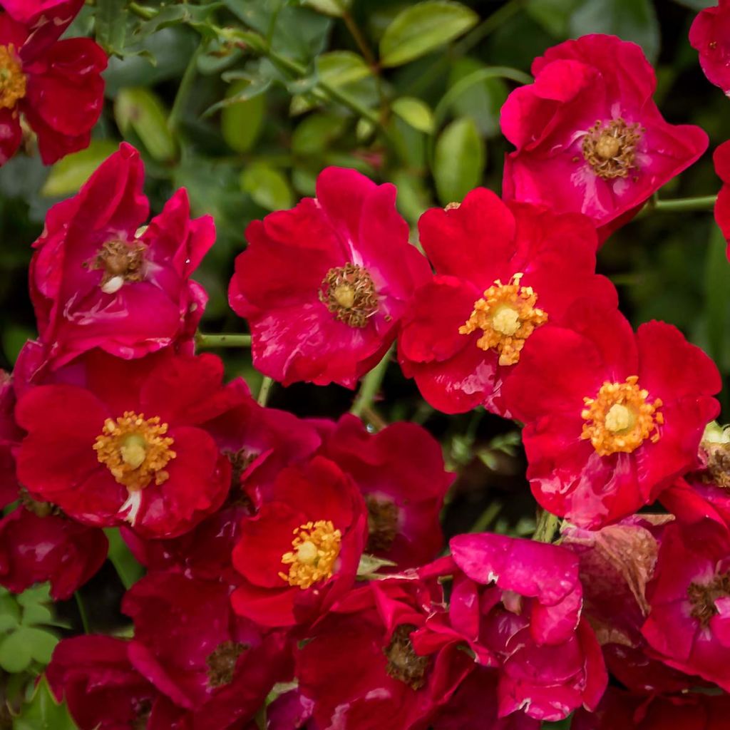 Rosa Vesuvia - Bodendecker-Rose