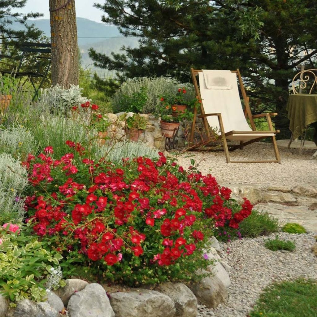 Rosa Vesuvia - Bodendecker-Rose