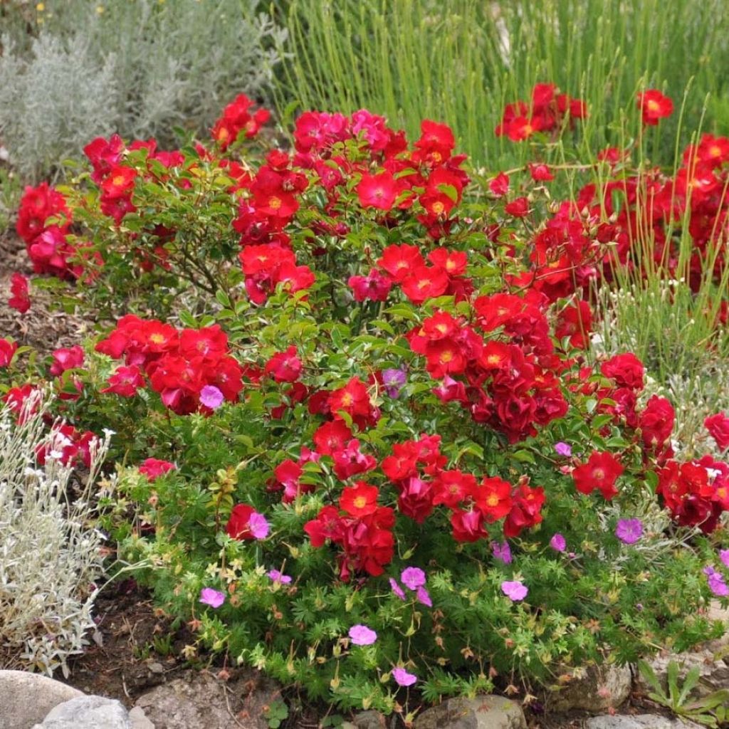 Rosa Vesuvia - Bodendecker-Rose