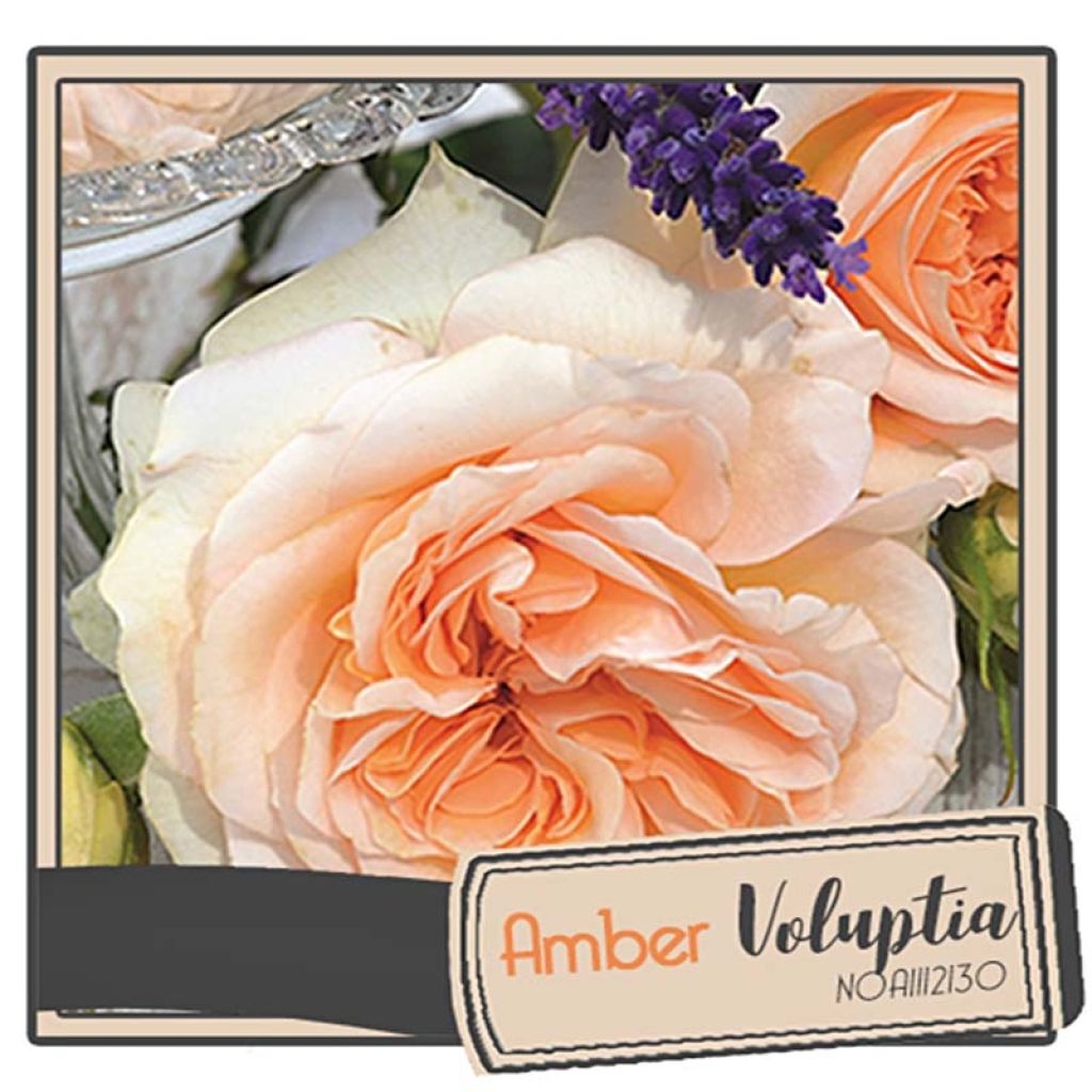 Rosa Amber Voluptia - Bodendecker-Rose