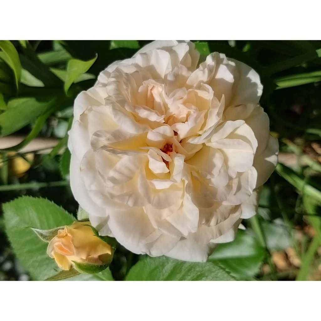 Rosa Amber Voluptia - Bodendecker-Rose