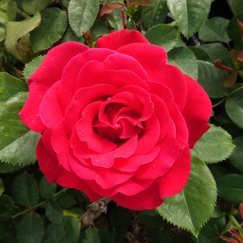 Rosa Dominica Intercomdoor - Moderne Hybrid-Rose