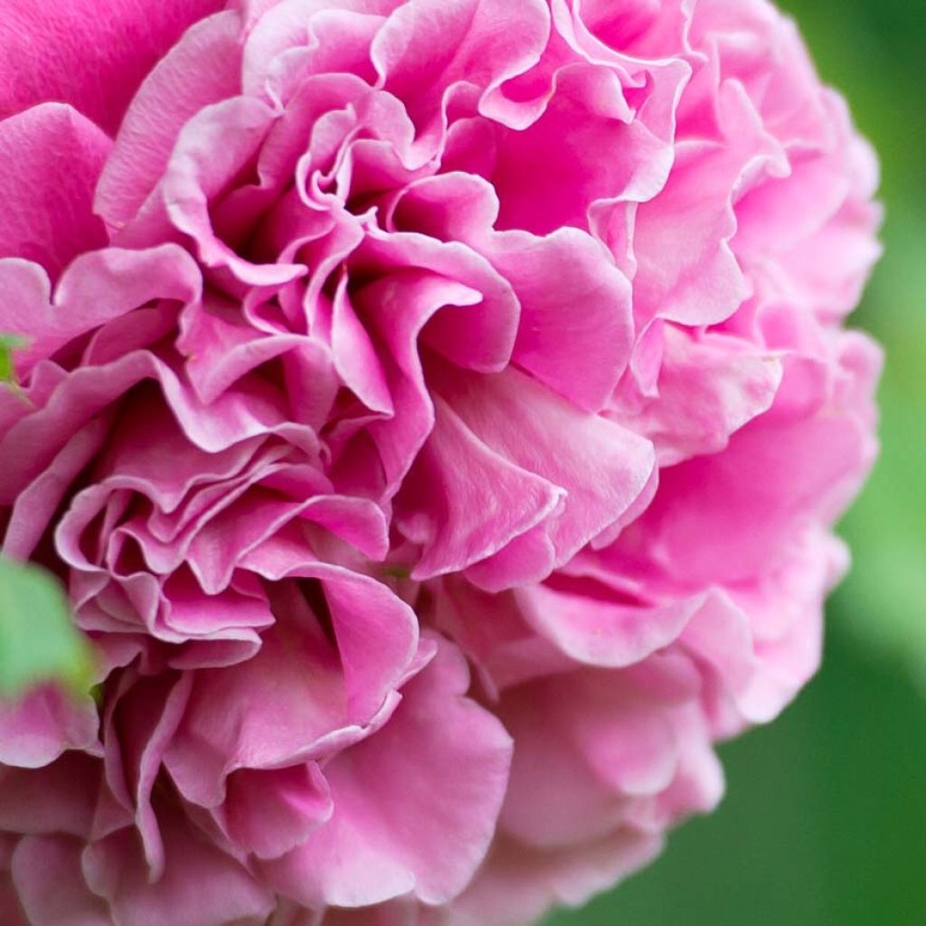 Rosa Generosa Agnès Schilliger - Guillot Rose