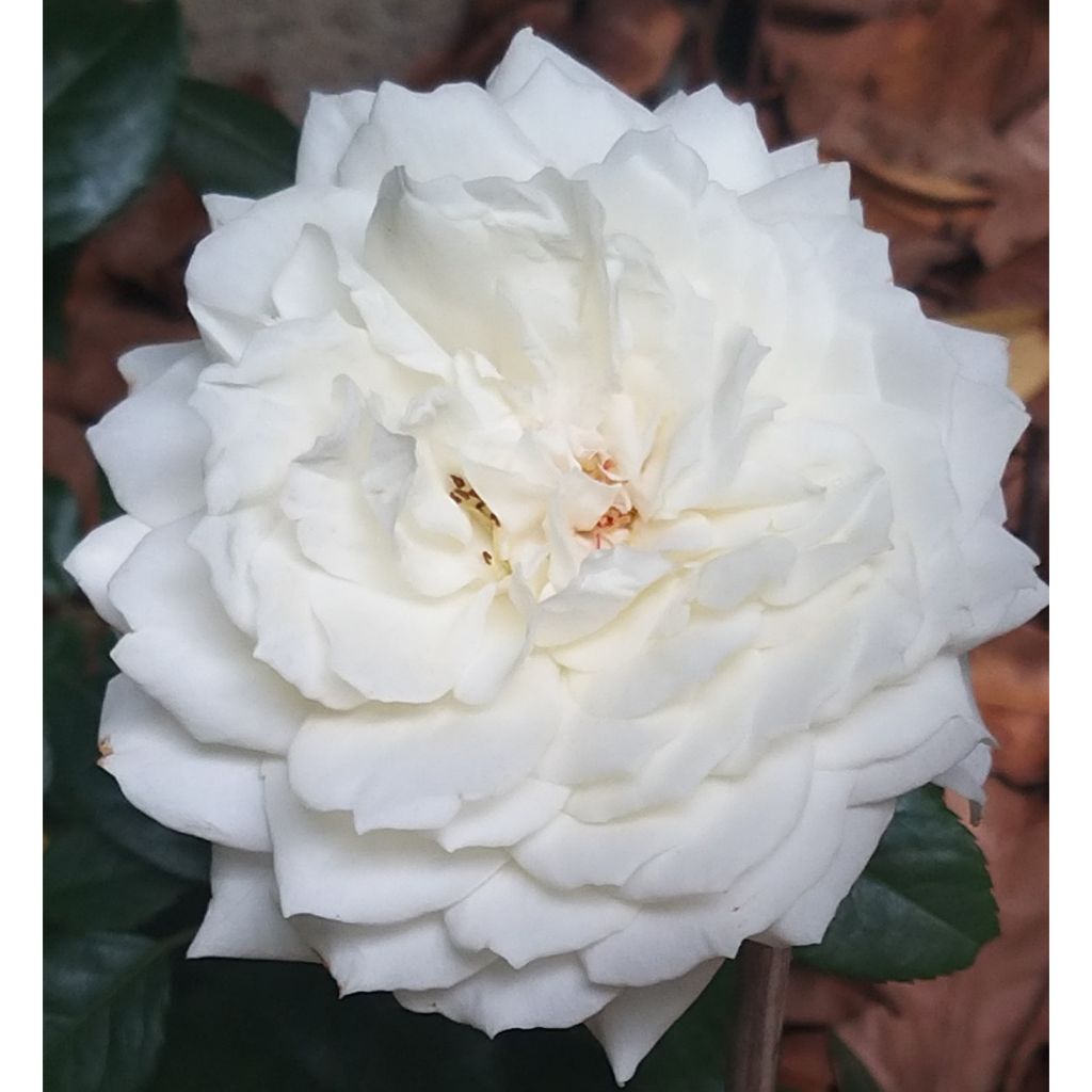 Rosa Alaska - Kletterrose