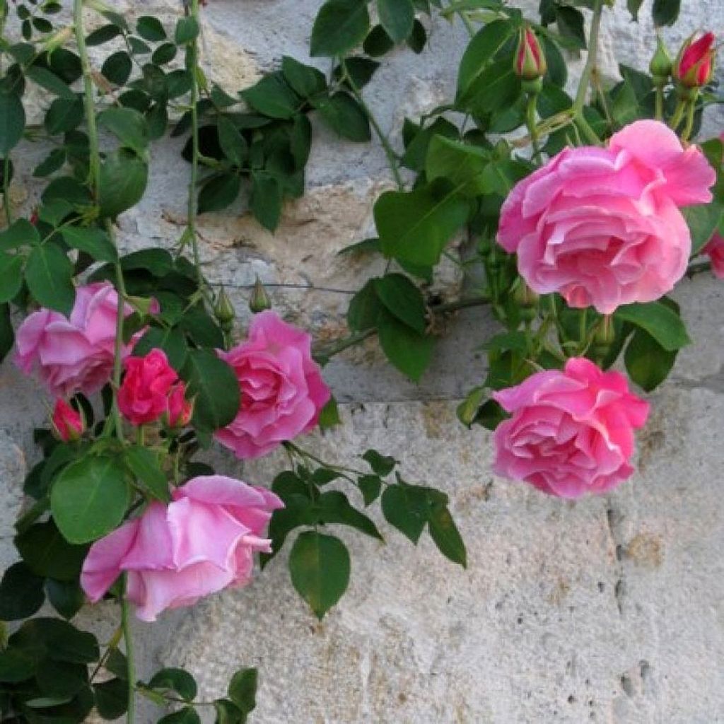 Rosa Mme Gregoire Staechelin - Alte Kletterrose