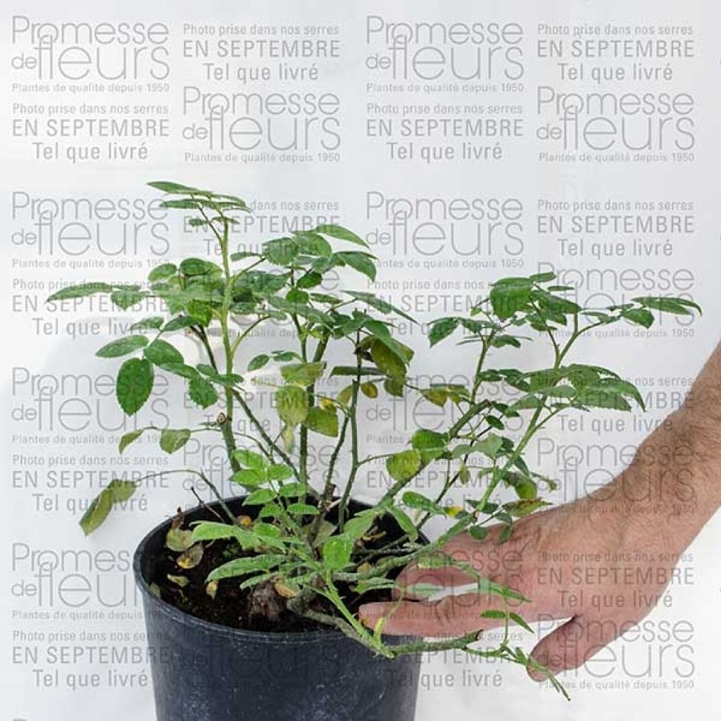 Rosa Pink Cloud - Kletterrose