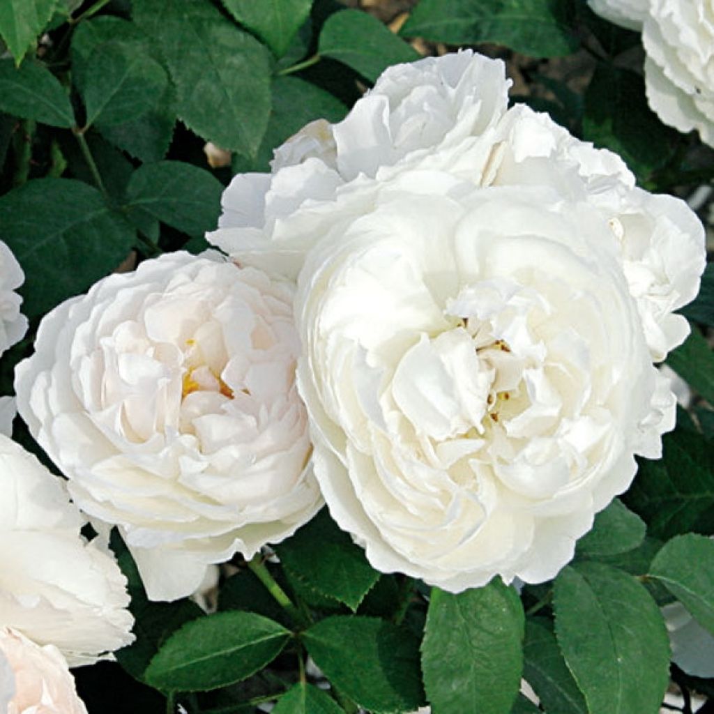 Rosa Waltz - Kletterrose