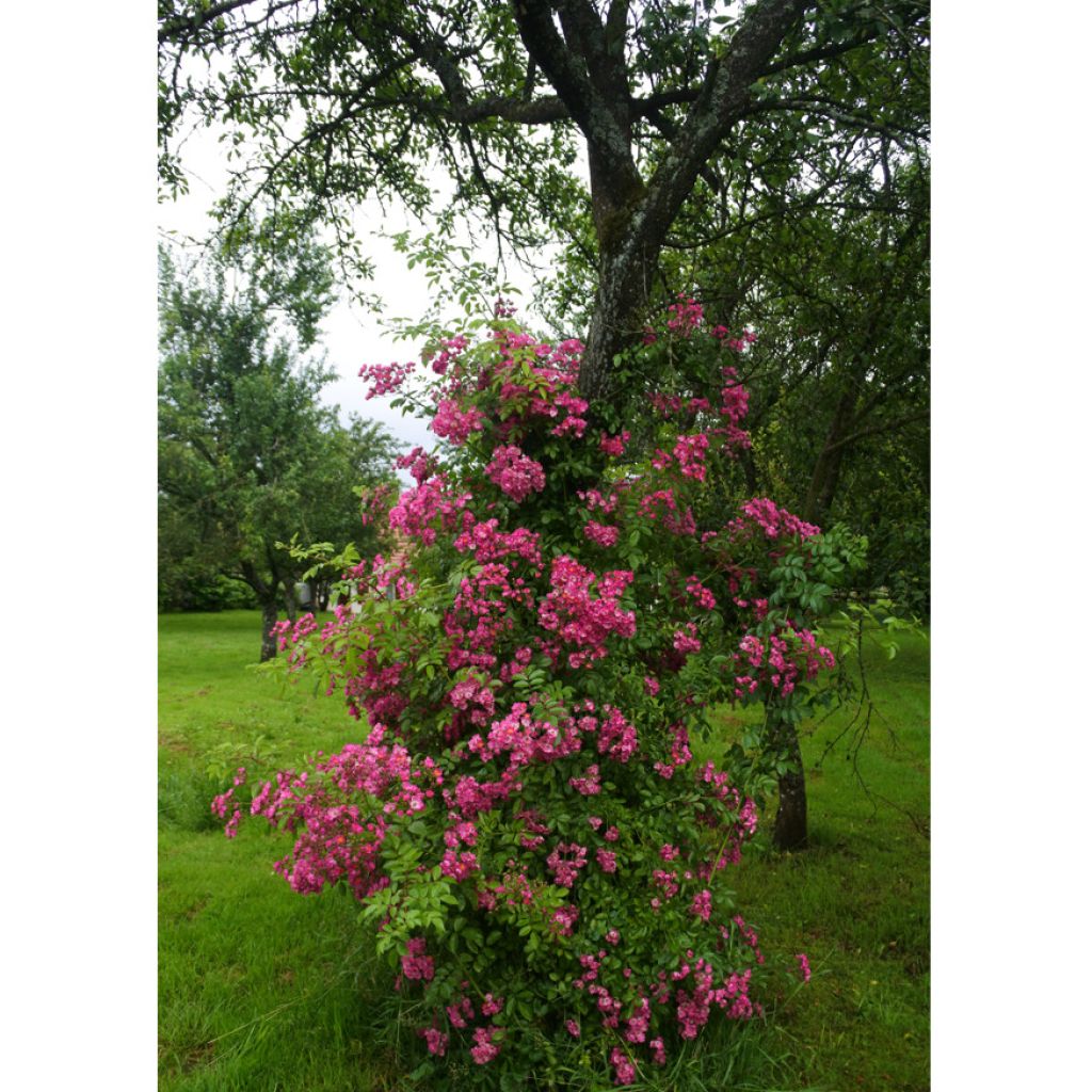 Rosa multiflora Maria Lisa - Rambler-Rose