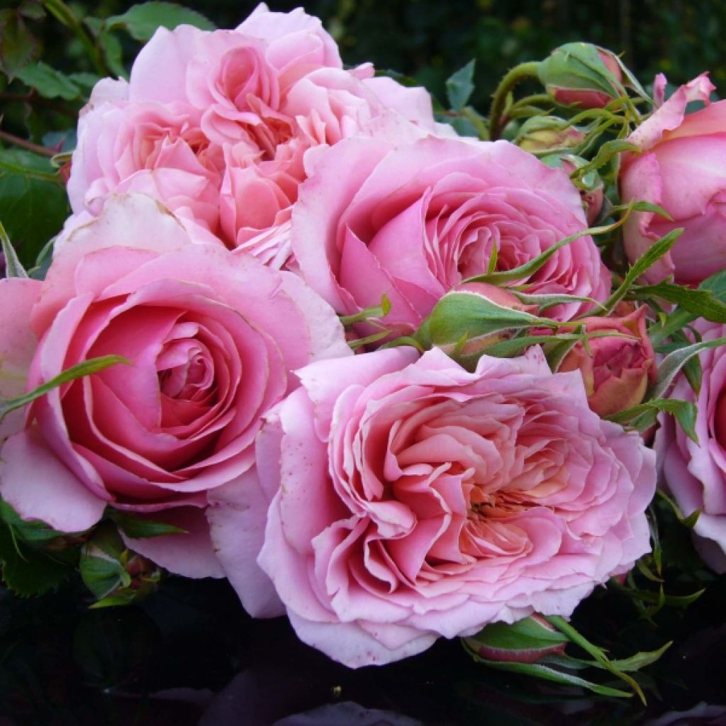 Rosa Generosa Monique Bouygues - Guillot Rose