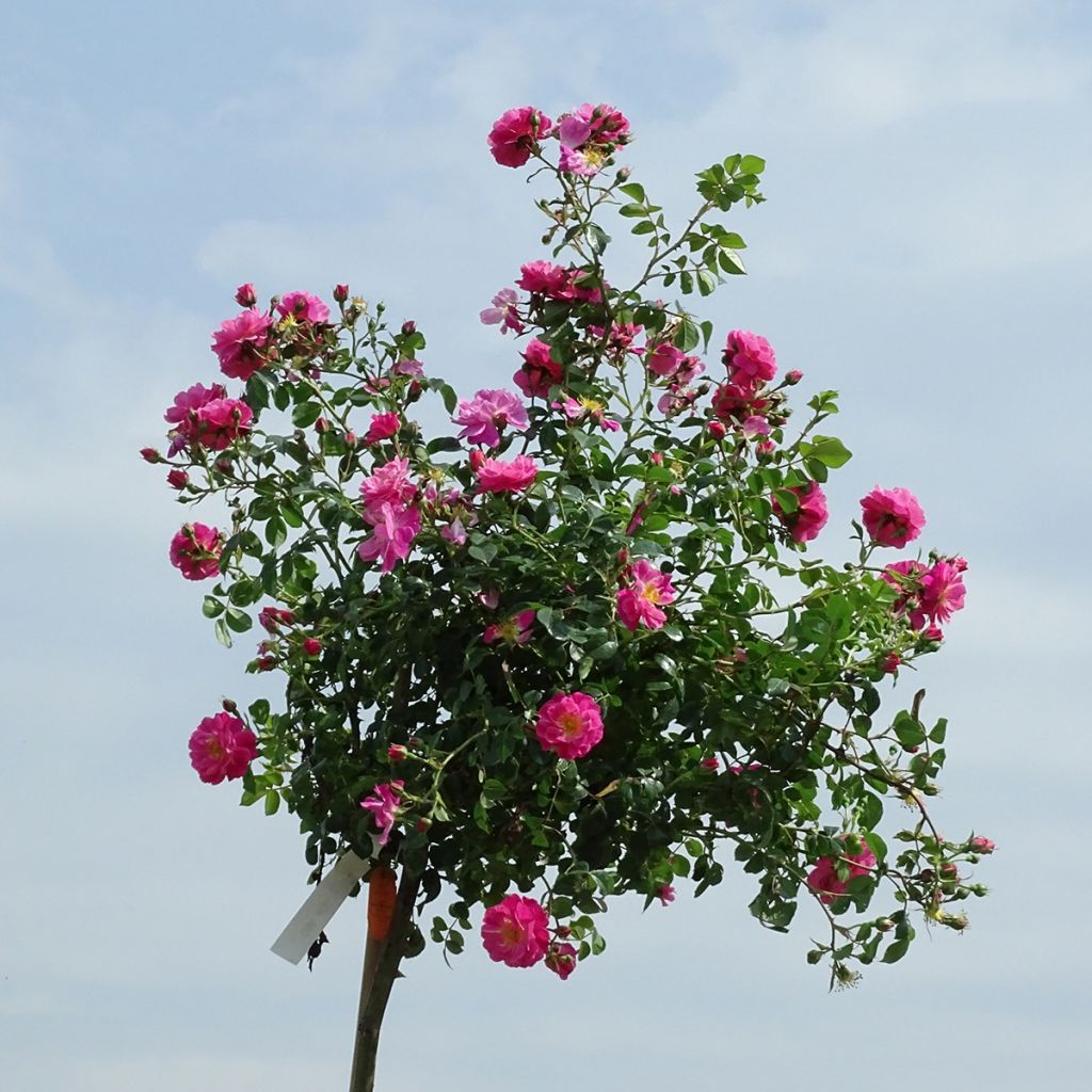 Stammrose Magic Meidiland (Magic Meillandecor)