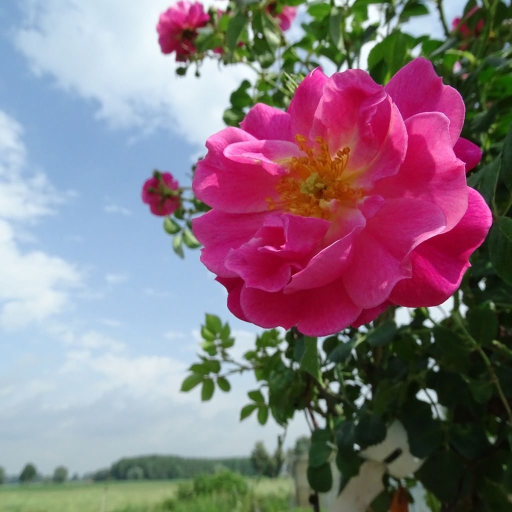 Stammrose Magic Meidiland (Magic Meillandecor)