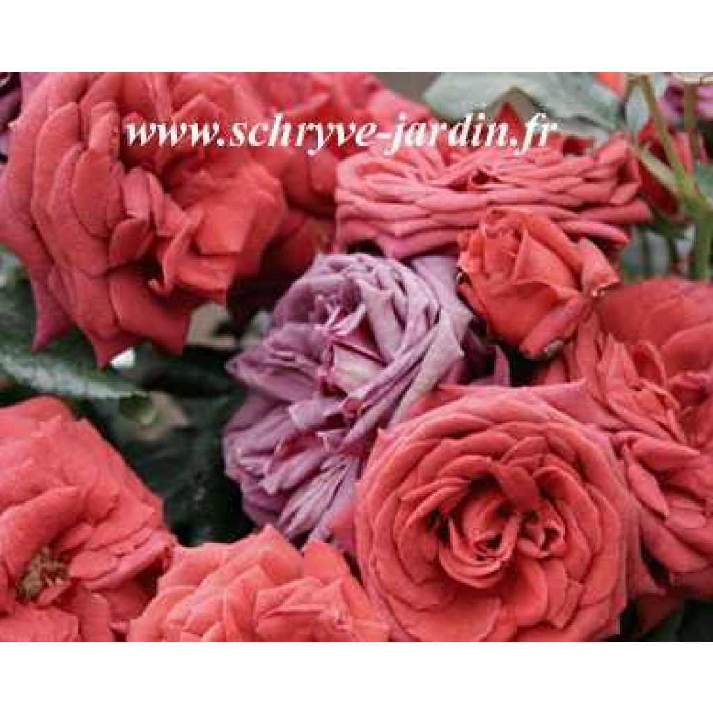 Rosa Jocelyn - Edelrose