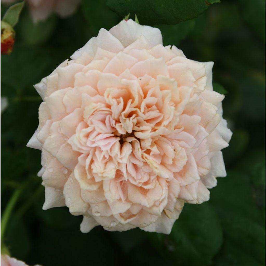 Rosa Generosa Festival des Jardins de Chaumont - Guillot Rose