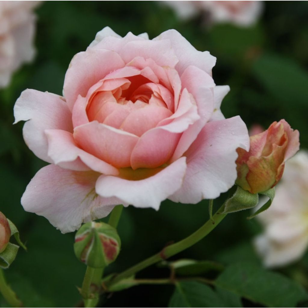 Rosa Generosa Festival des Jardins de Chaumont - Guillot Rose