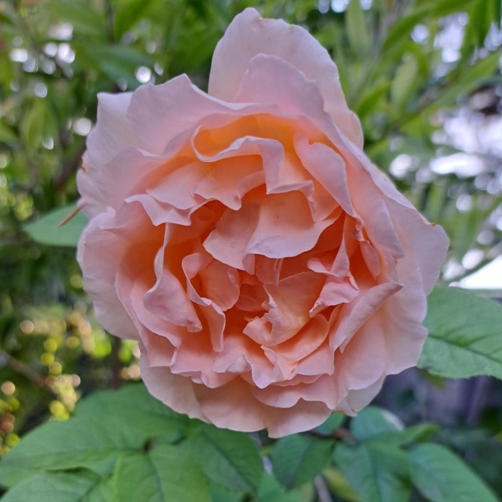Rosa Polka - Kletterrose