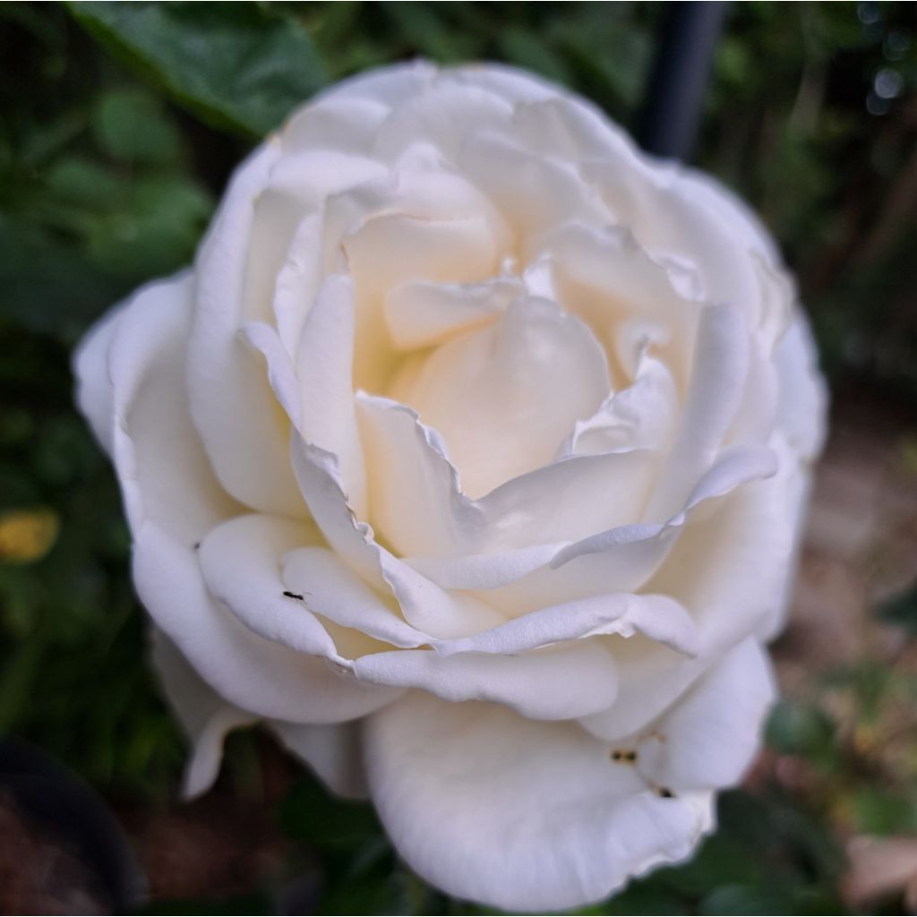 Rosa Jeanne Coeur - Edelrose