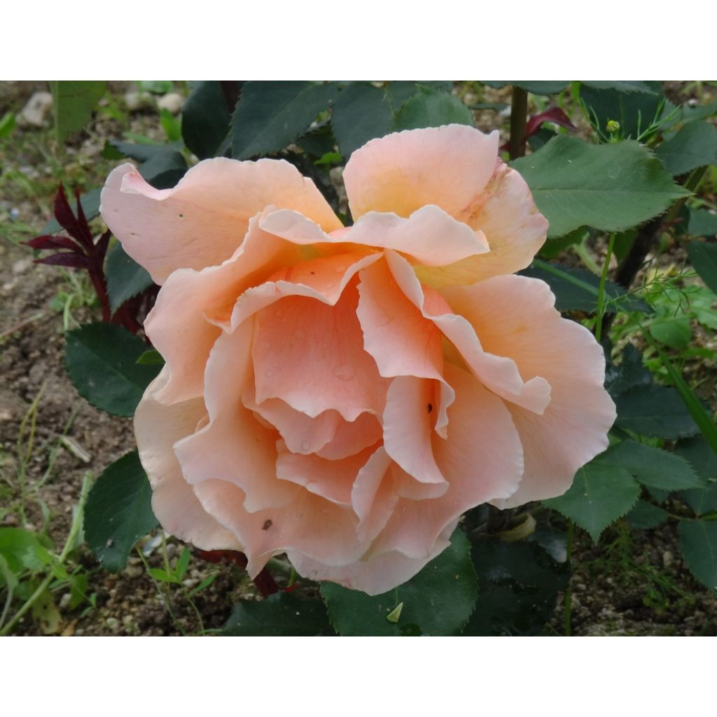 Rosa Just Joey - Edelrose