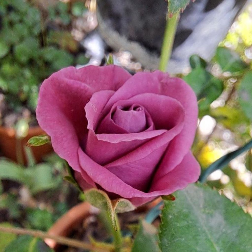 Rosa polyantha Meillandina Lavender - Zwerg-Parkrose