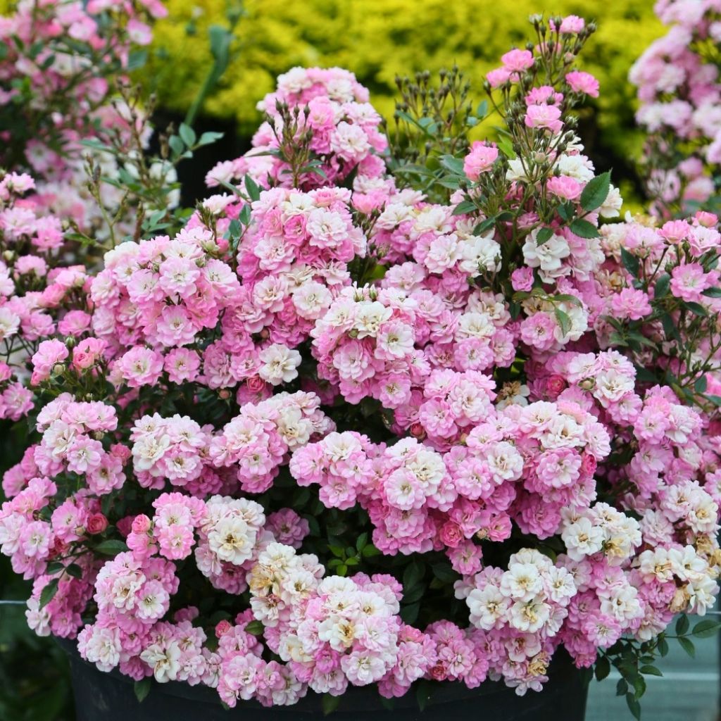 Rosa Galaxy Naos - Zwergrose