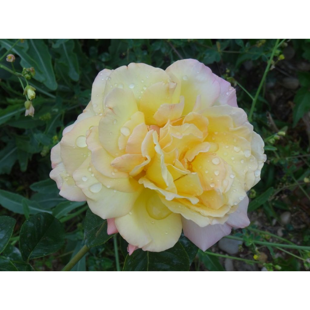 Rosa Mme A. Meilland - Edelrose