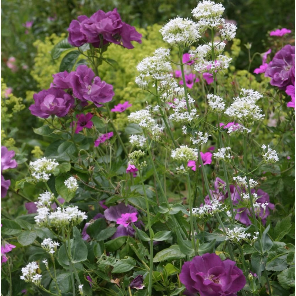 Rosa Rhapsody In Blue - Beetrose